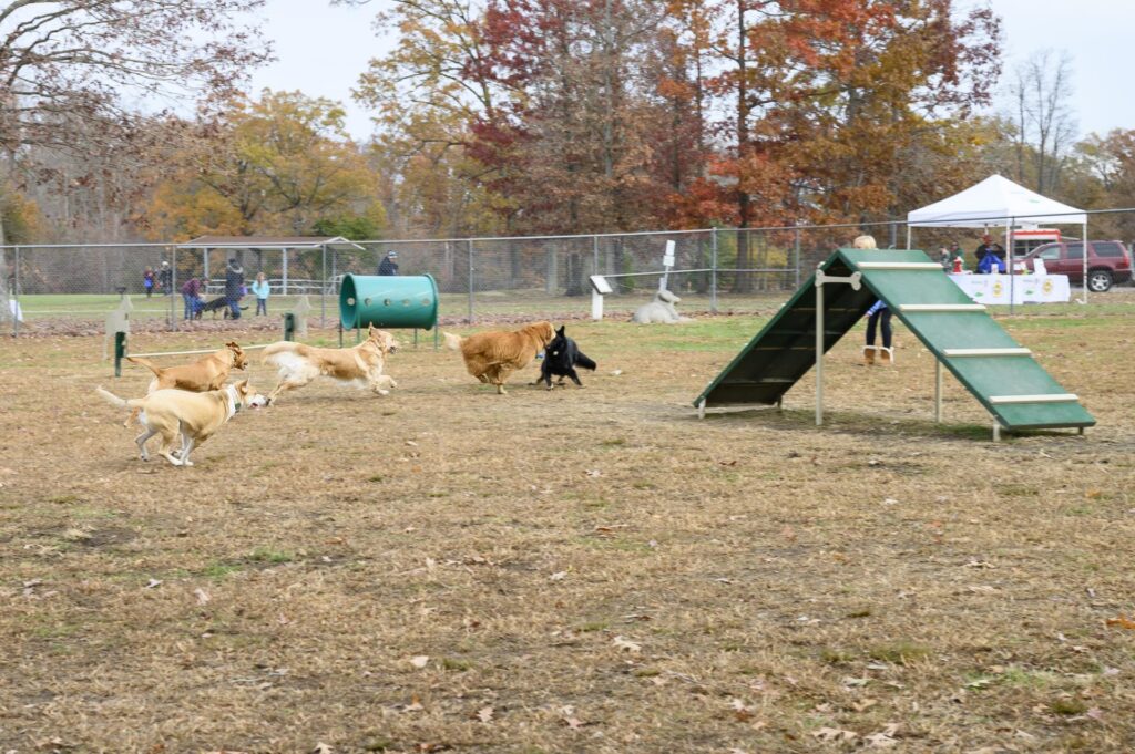 Dog Park Near Me