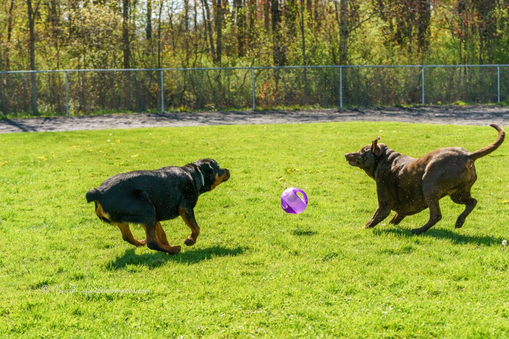 Dog Park Near Me